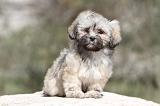 LHASSA APSO 069